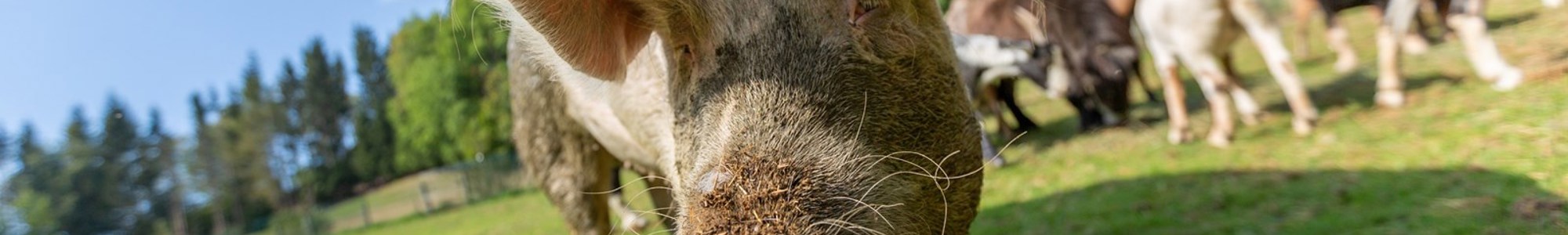 Graes Protein Artikel Small